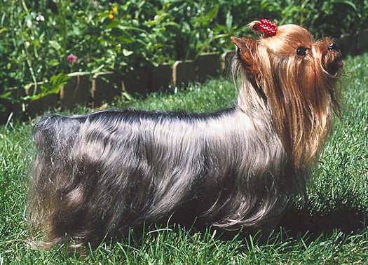 how can you tell if a yorkie is purebred