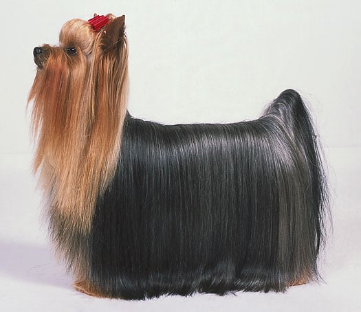 how can you tell if a yorkie is purebred