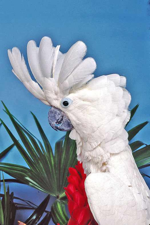 For cockatoos, cockatiels, and hawkheaded parrots, raising the head crest can mean excitement, fear, and joy, among other things.