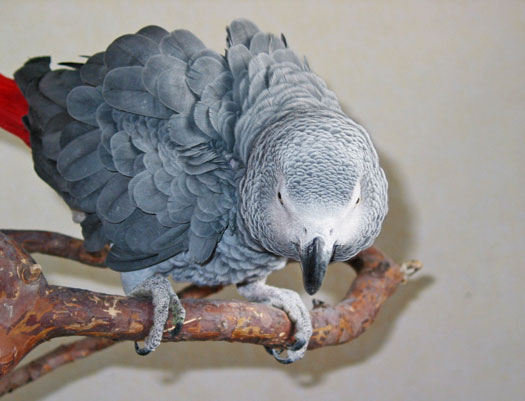 This African grey is in 