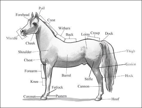 Horse Leg Markings Chart