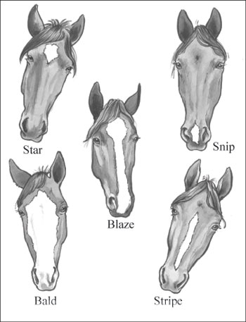 Horse Face Markings Chart