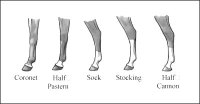 Horse Leg Markings Chart