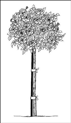 illustration of a tree rose
