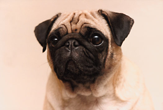 Specimen Pug describens, AKC-Style - misisse Quirites