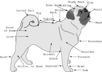 Pug Height Chart