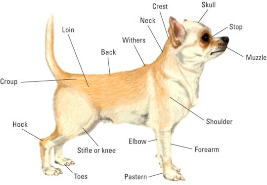 Parts of the Chihuahua.