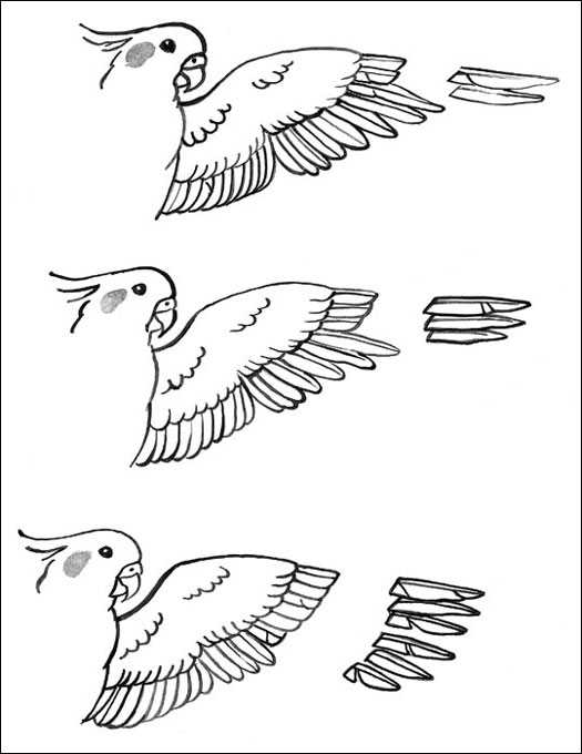 Cockatiel Chart