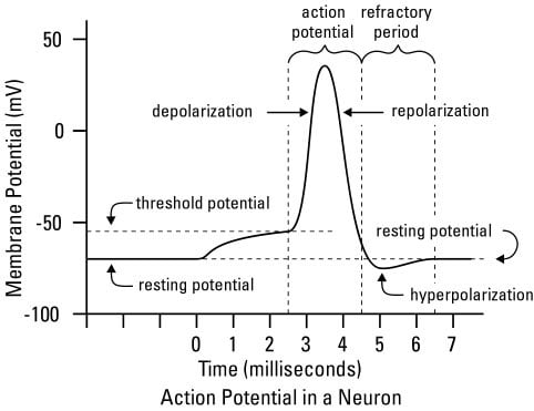 Nerve Impulse Graph