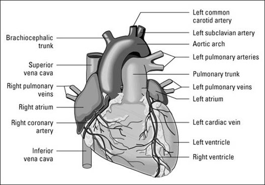 Figuring Out Cardiac Anatomy: Your Heart - dummies