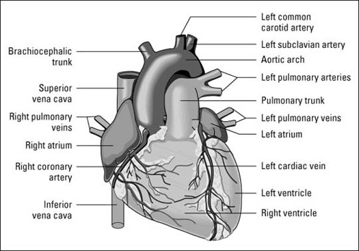 Figuring Out Cardiac Anatomy  Your Heart