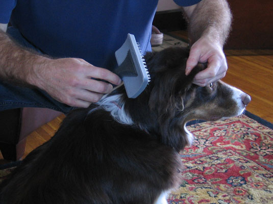 <b>Start</b><b> brushing</b><b> at the top</b><b> of your dog</b><b>.</b>