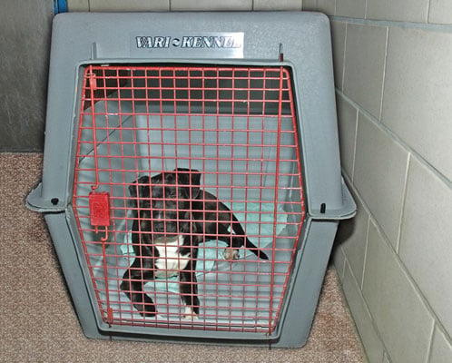 One good choice for a doggie den is a plastic crate with solid sides and a door that you can leave 