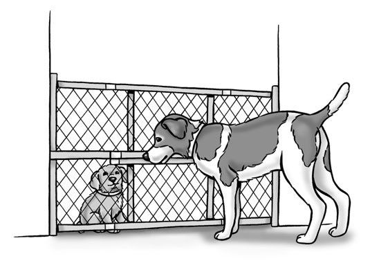 A baby gate can help your new dog and your resident dog get acquainted.