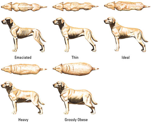 Purina’s Body Condition Chart shows dogs in a range of weight conditions. [Credit: Courtesy o