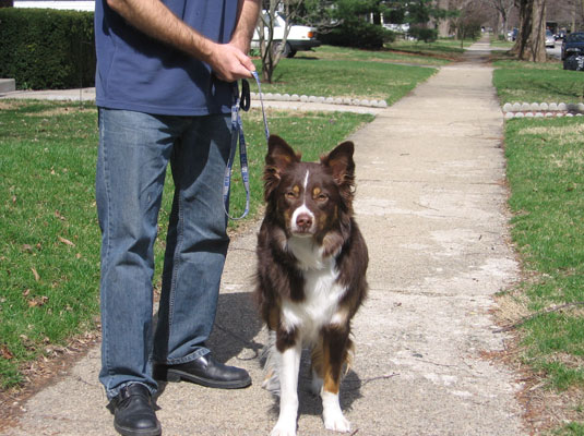 Holding the leash firmly in the correct position helps your dog get the no-pulling concept.
