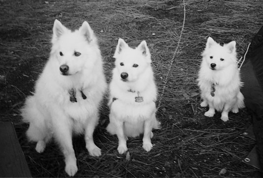 Note the size differences among dogs of the same American Eskimo breed. [Credit: Photo courtesy of 