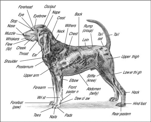 what are the different parts of a dog