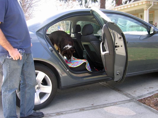 Cure your dog’s car phobia step by step.