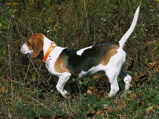 Beagles were bred in the 1500s to hunt rabbits. This built-in ability allows them to excel at field