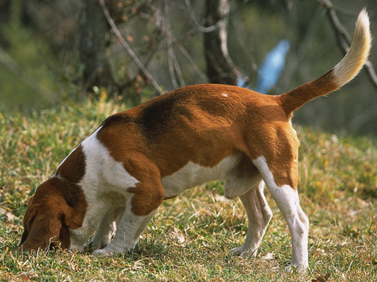 Beagles have one of the best senses of smell of any dog breed.