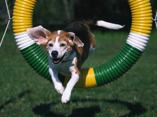 Training to compete in agility trials gives your Beagle a good workout and allows the two of you to