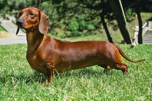 standard red dachshund