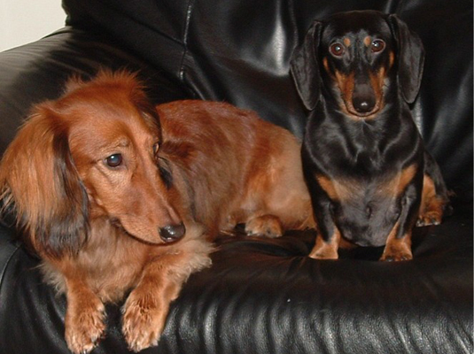 mini weenie dogs