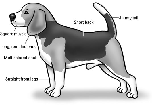 Beagle Anatomy Chart