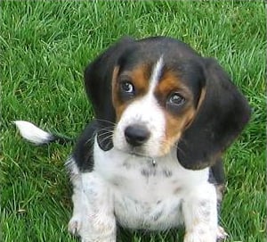 Pocket Beagles are cute and cuddly but, unlike other miniature dogs, they're sturdy working dogs bu