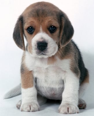 full blooded beagle puppy