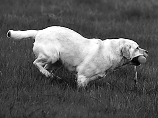Lab's retrieving ability combined with their athleticism makes them a natural at flyball.