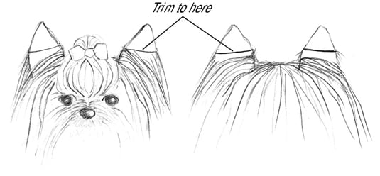 Trim the hair on the ears about half the way down on both the front and the back.