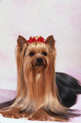 A Yorkshire Terrier's bow is both pretty and functional.