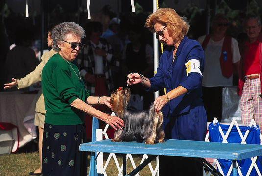 Your Yorkie is judged on how well she conforms to the breed standard.