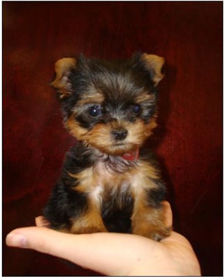 miniature teacup yorkshire terrier