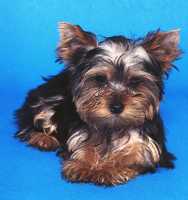 Some Yorkies sport a puppy cut, which resembles a puppy's easy-to-maintain coat.