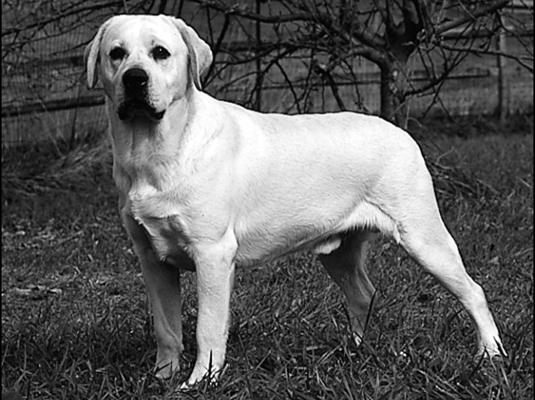 purebred labrador retriever