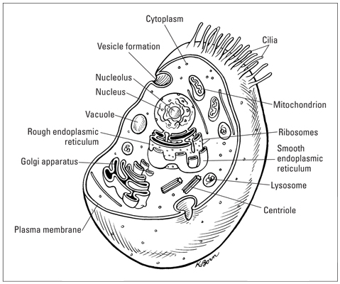 Structures in a typical animal cell.