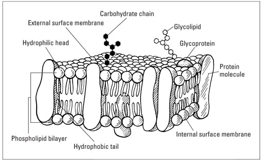 the fluid mosaic model of membrane structure