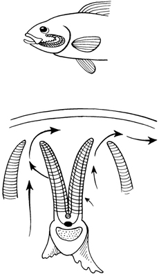 The structure and function of gills.