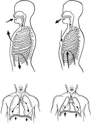 Understanding How Animals Breathe - dummies