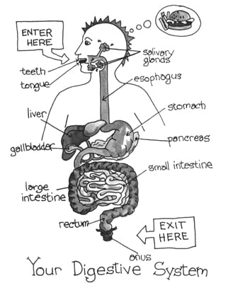 How Does the Human Digestive System Work? - dummies