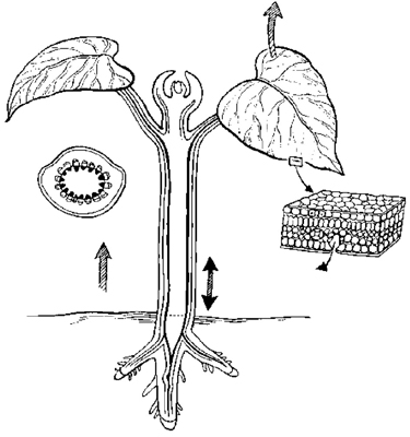 The basic structures of a vascular plant.