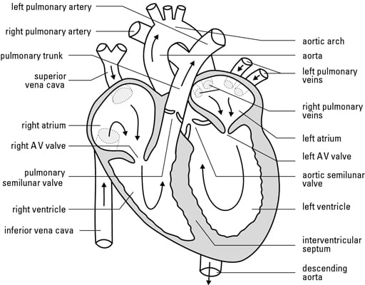 Human Heart Blood Flow Chart