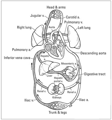 Human Blood Circulation Chart