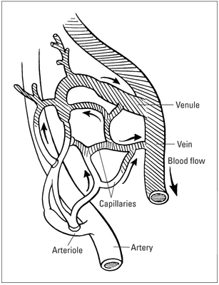 How capillary exchange works.