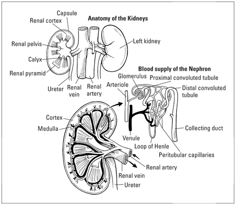 Structure of the kidneys and the nephrons inside the kidneys.