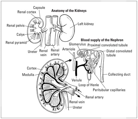 How a Human Kidney Works - dummies