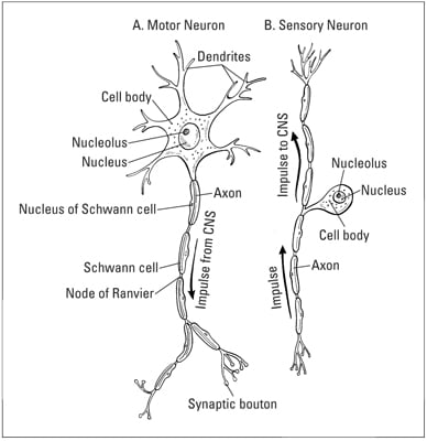 The basic structure of (A) motor neuron and (B) sensory neuron, including the path of an impulse.